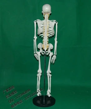 модель человеческого тела со скелетом позвоночника длиной 85 см.